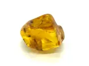 Amber Piece Insect Natural Genuine Fossil Baltic Stone Specimen Raw 8,9g 6999