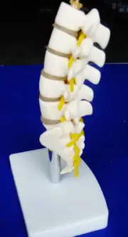 Model Anatomy Professional Medical Half Size Lumbar Vertebrae IT-020 ARTMED USA