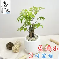 在飛比找蝦皮商城優惠-【小品文化】羽葉福祿桐【現貨】3吋雪胖盆 懶人盆栽 加水更方