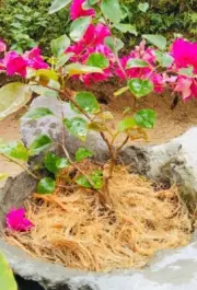 Coconut Fiber Coir Garden Planting Orchid Anthurium Bougainvillea Topical husk