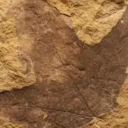 PLANT FOSSIL - Acer dasycarpoides - Neogene - Doly Bilina - CZECH REPUBLIC AE33