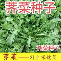 在飛比找Yahoo!奇摩拍賣優惠-現貨 快速發貨 特價薺薺菜種子農家四季大葉春野菜種籽食用盆栽