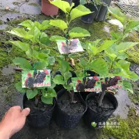 在飛比找蝦皮購物優惠-勿直接下標 桑椹 大果桑椹 桑椹苗 樹苗 盆栽 大果桑葚 桑