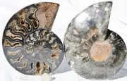 Large Black Ammonite Pair Crystals 110myo Dinosaur age Fossil 153mm 6.0" 9582aa