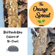 Red Panda King Cubaris SP Isopods 10+ Count Bioactive Clean Up Crew LAG