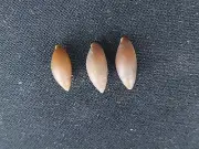 #F100 Lot of 3 Auricula Erongata, Polynesia, approx. 10mm land snail shells