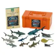 COLORATA SHARKS OF THE WORLD Figure BOX NEW Japan