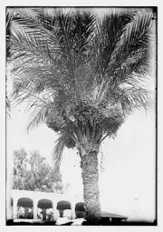 Photo:[Trees and shrubs. Date palm, showing dates]