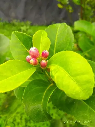 屏東九如 有機檸檬(1斤 600g) 草生栽培