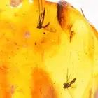 Genuine Baltic Amber Fossil Swarm of 3 Gnat Insects 5.5g Natural Rare Inclusion