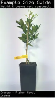 Buy Orange Fisher Navel Trees (Citrus sinensis)