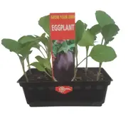 Supreme Eggplant Punnet - Solanum melongena