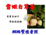 尚未開花 [ 新品種 雪姬白草莓草莓盆栽 ] 4-5寸盆 特殊品種草莓 白草莓 ～季節限定~ 先確認有沒有貨再下標!