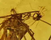 Araneae: Araneida (Spider) attacking gnat, Fossil inclusion in Burmese Amber
