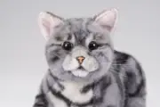 NinjaCat EX American Shorthair - Companion Pet to Experience Purrfection Today!