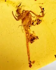 Fossil amber Insect Burmese burmite Cretaceous Fine Big Scorpion insect Myanmar