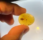 A101 BU1297 Cockroach and beetle larva in Burmese Amber Burmite 99mya