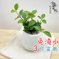 在飛比找蝦皮商城優惠-【小品文化】翡翠椒草【現貨】3吋雪胖免澆水盆栽 室內植物 室