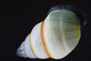1624. Collection Land Snail Shell Amphidromus sp 35mm. Vietnam Central