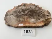 KCGS Petrified Wood Thick Slab from Madagascar US SELLER #1631
