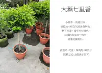 在飛比找Yahoo!奇摩拍賣優惠-心栽花坊-大葉七里香/棒棒糖造型/1尺吋盆/造型樹/香花植物