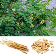 Astragalus (Huang Qi) seeds