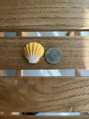 Sunrise ShellBid Size ❤️‍