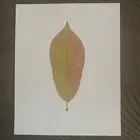“Chroma Leaf” Original 8”x10” John Watson Limited Edition Signed Print #4 of 50