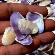 Purple Coquina Clam Shell For Crafts Art Decor Natural Sea Shell approx.170 pcs
