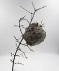 Wasp Nest Hornets Paper Wasp Bee Hive Nest On Branch