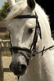 Rhinegold German Leather Bridle with Detachable Flash Noseband