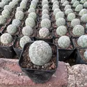 3.5-4cm single-head Cactus Plants T.geometricus Beautiful Garden Rare Cactus