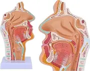 Pathological of Mouth, Nose, Throat and Throat Nasal Cavity Throat Anatomy Model Human Anatomical Model of Larynx Pharynx Teaching
