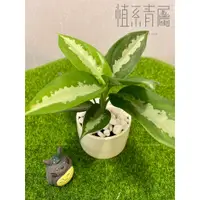 在飛比找蝦皮購物優惠-植系青屬-巴黎美人粗肋草/室內植物/觀葉植物/三吋小品(不含