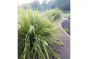 LANDSCAPING GRASS - MAT RUSH / Lomandra longifolia seeds *NATIVE*