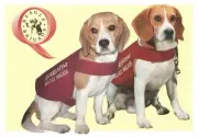 VINTAGE Quarantine Beagle Brigade Advertising POSTCARD - EXCELLENT as NEW