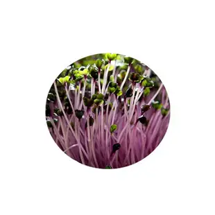 J12.紫高麗菜芽種子1000顆(約5公克)芽菜種子芽菜類種子【綠藝家】