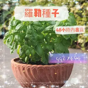 🧙‍♂️園藝家🌱九層塔種子羅勒種子金不換種子蔬菜種子香料種子陽台盆栽綠植四季種植香草種子食用甜羅勒種子