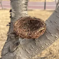 在飛比找蝦皮購物優惠-好品質仿真羽毛燕子小鳥蛤蟆藤編鳥窩手工草鳥窩裝飾仿真鳥巢編織