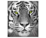 NEW White Tiger Print Superweight Plush Raschel Throw Blanket 50 x 60 inches