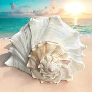 Large Conch Seashell White Brown Pattern Rare Big Ocean Sea Shell Coastal Decor