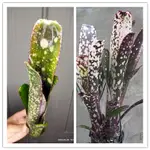 BILLBERGIA DIPPIN DOTS 積水鳳梨 水塔屬 觀葉植物 天南星參考