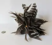 MINIATURE Iroquois Gustoweh Headdress- framework 2.5" diam, P st John Mohawk