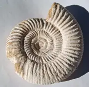 PERISPHINCTES AMMONITE Shell Ancient Fossil 3.4 Inches Jurassic Madagascar 163g