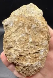 Fossilized Coral Jurassic Crystal Indiana Quartz Calcite Limestone 333 Grams