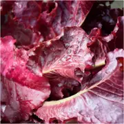 Lettuce - Ruby Red seeds