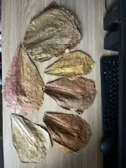 10 Pack Indian Almond Leaves Terminalia Catappa Shrimp Fish Aquarium tank