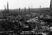New 5x7 World War I Photo: No Man's Land, Once a Forrest in "Flander's Field"