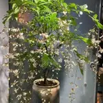 垂絲茉莉種子 垂絲茉莉  稀品種 濃香型花卉茉莉種子 四季常青花卉室內花卉