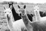 CUTE ALPACA LLAMAS Black & White quality Canvas Print wall art home decor